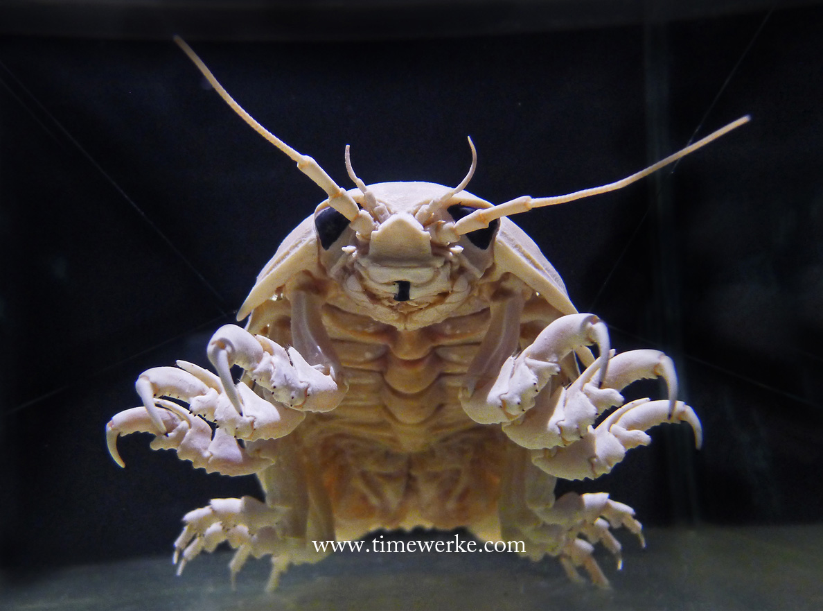 The giant isopod or Bathynomus kensleyi grows to around 40 cm (such as the one seen above and an exhibit at The Deep) and can be found at depths between 310 and 2,140 metres. There are thousands of isopods and the largest known ones live deep down in the sea. As predators of isopods in the deep are rare, they can grow much larger than their surface peers. This phenomenon is known as abyssal gigantism. [Source: The Deep by Claire Nouvian.] Photo: © TANG Portfolio. The Deep 2015 ArtScience Museum